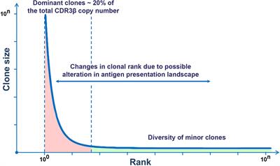 Immune Equilibrium Depends on the Interaction Between Recognition and Presentation Landscapes